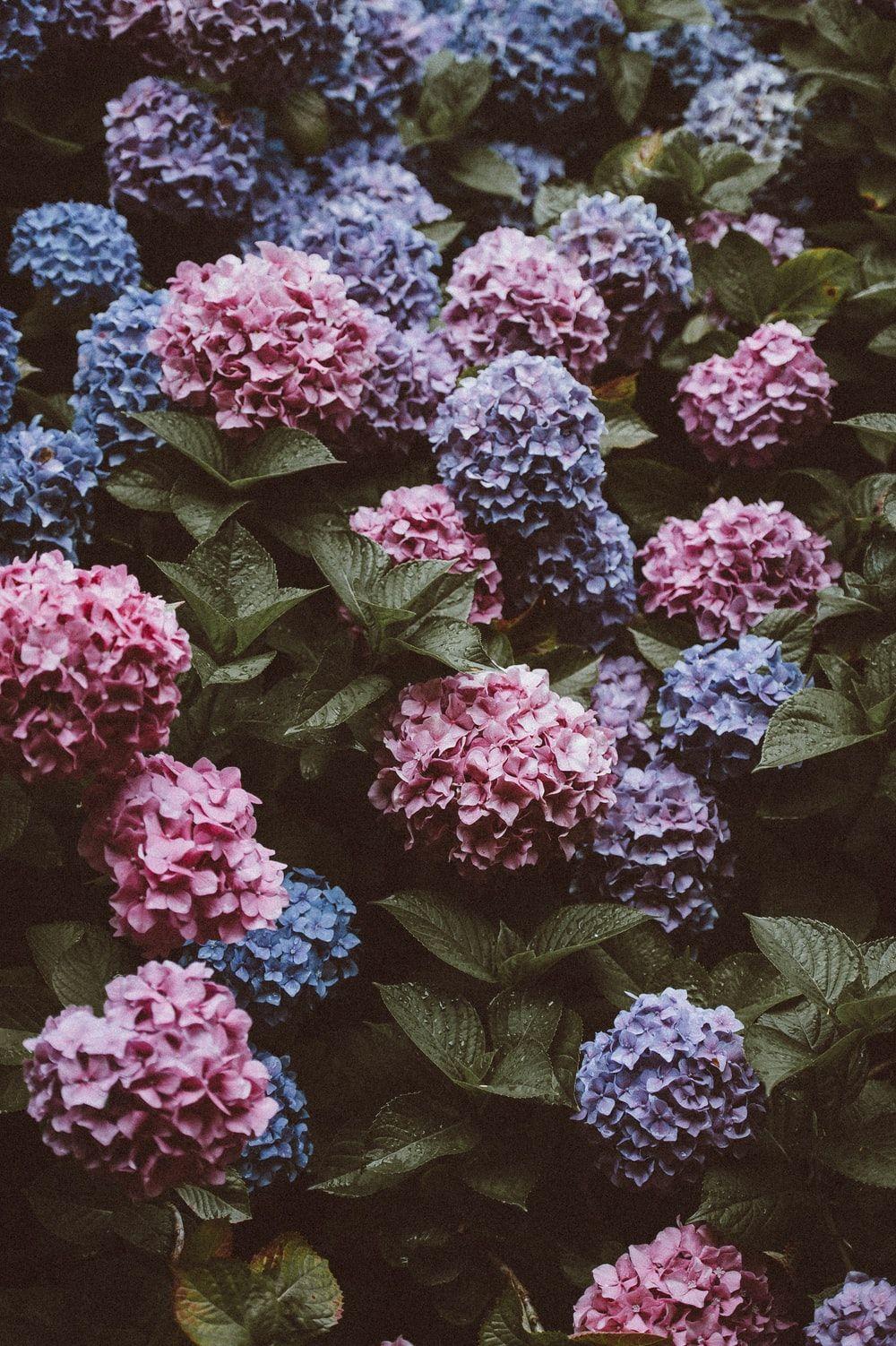 Purple Hydrangea Wallpapers - Top Free Purple Hydrangea Backgrounds