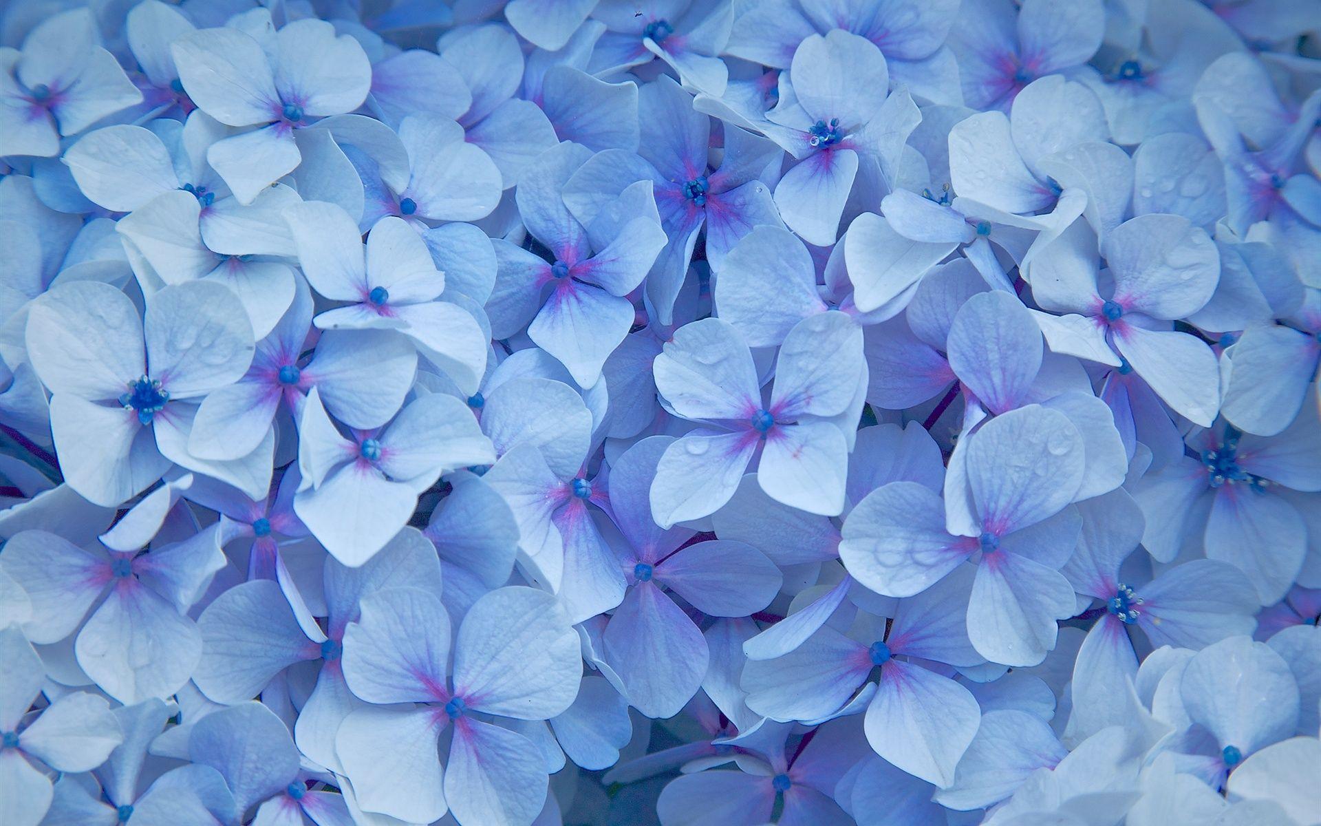 Blue Hydrangea Wallpapers Top Free Blue Hydrangea Backgrounds