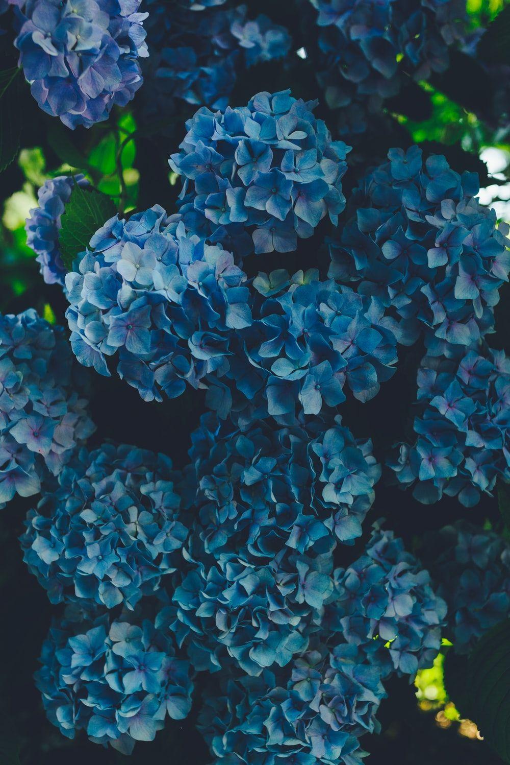 1000x1498 Hydrangea Picture [HQ]. Download Free Image
