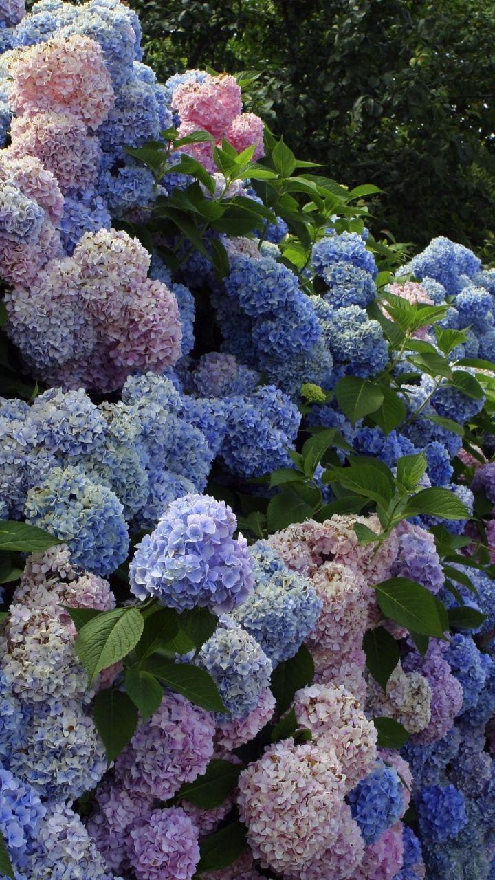 720x1280 Download Wallpaper 720x1280 Hydrangea, Flower, Shrub, Wall, Green