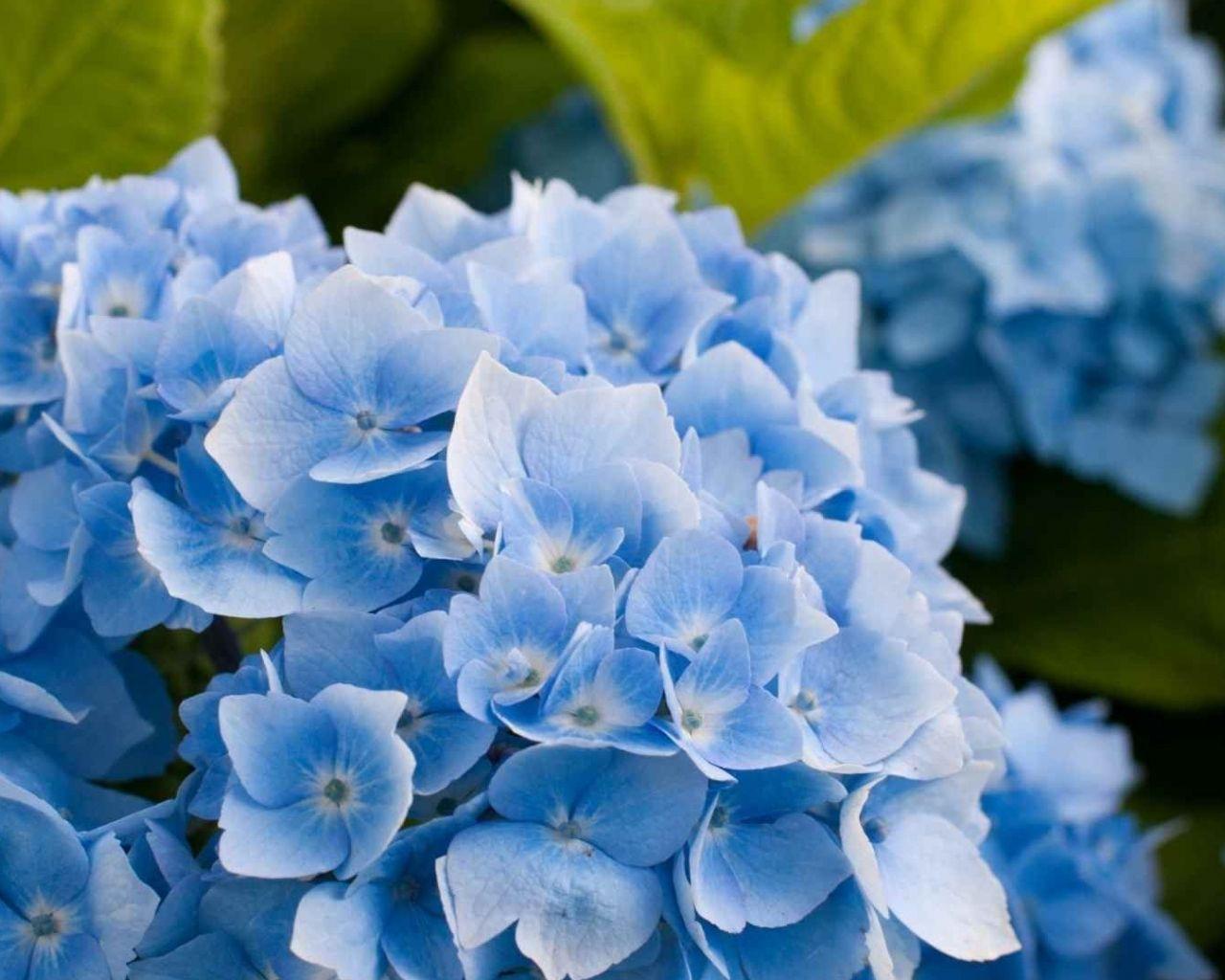 Blue Hydrangea Wallpapers - Top Free Blue Hydrangea Backgrounds ...