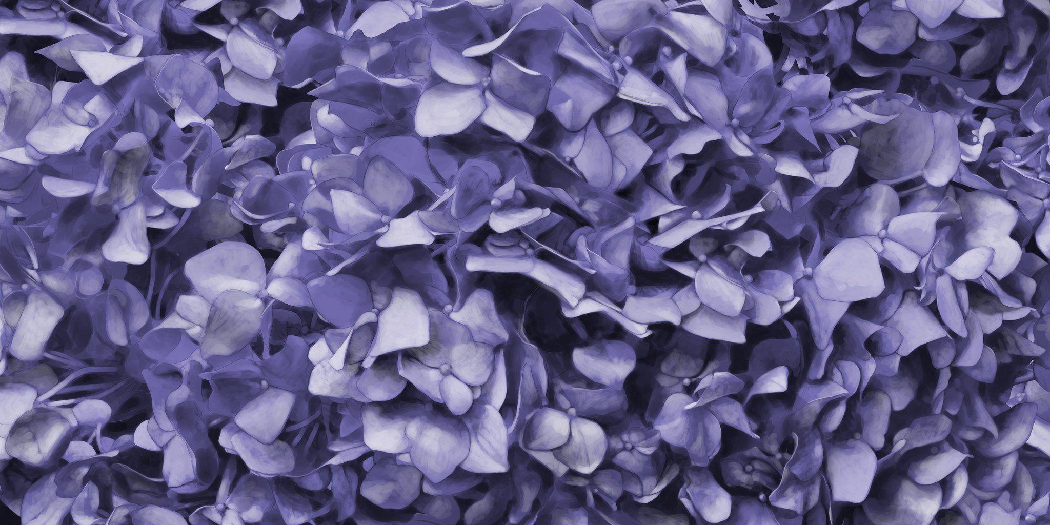 Purple Hydrangea Wallpapers - Top Free Purple Hydrangea Backgrounds