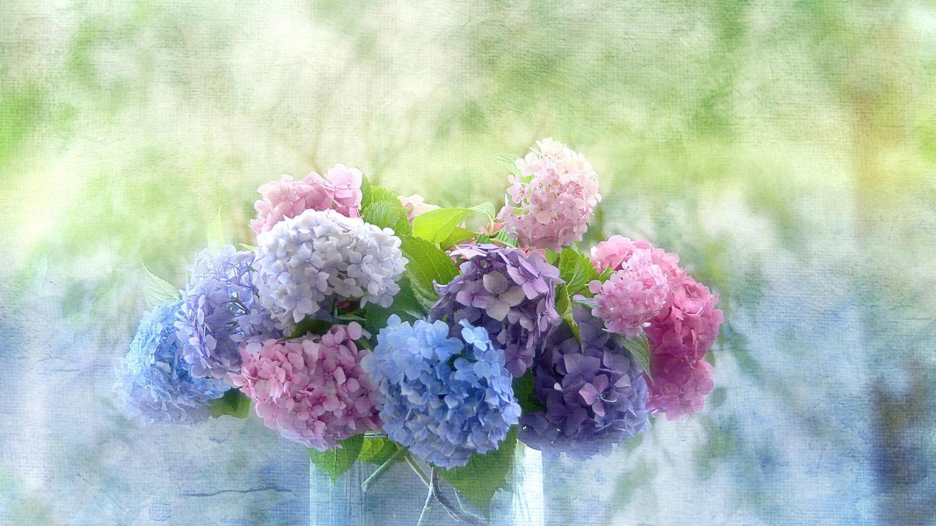 1920x1080 Hydrangea Wallpaper Background