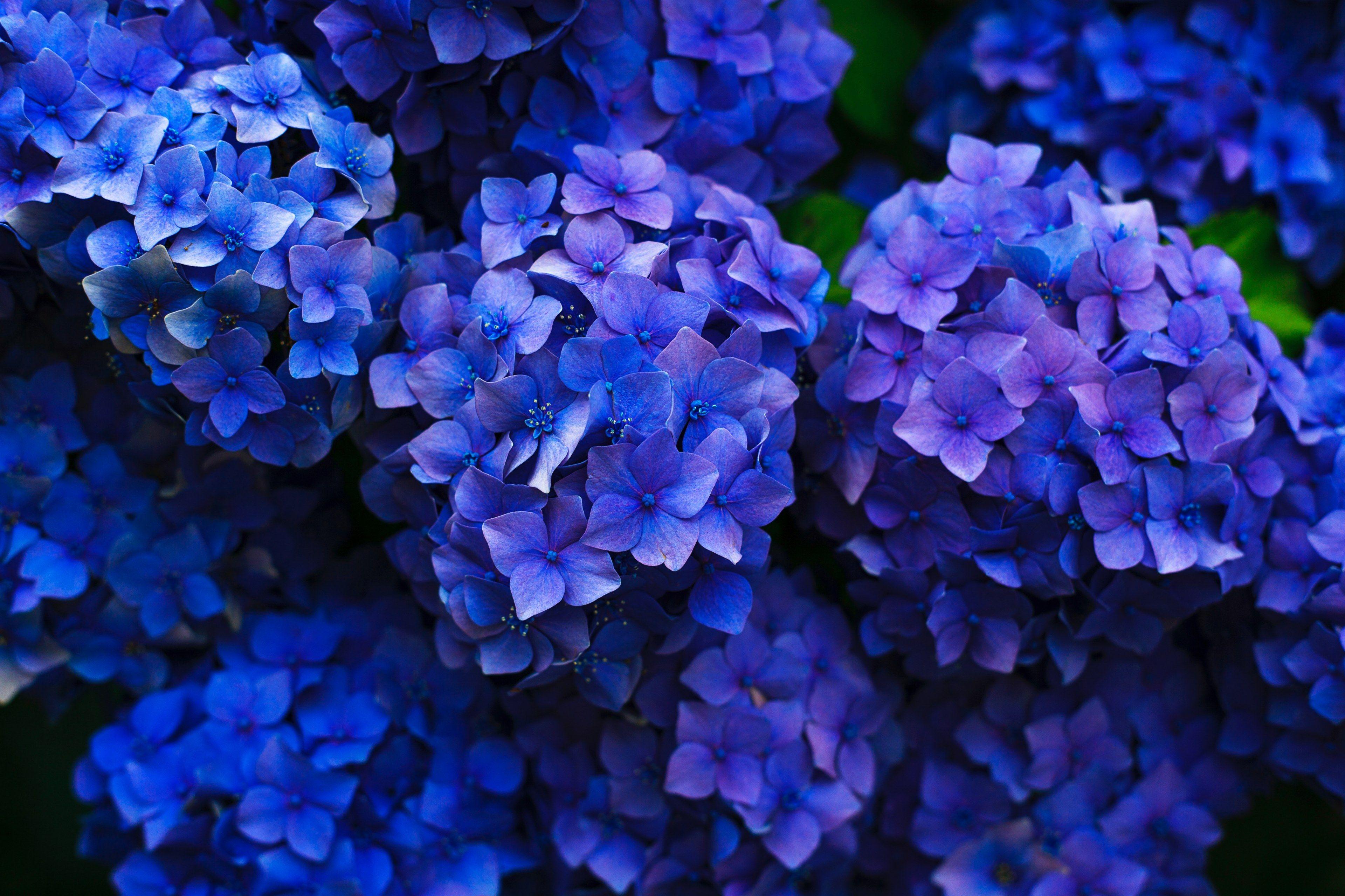 3840x2560 Wallpaper / intensely blue hydrangea flowers seen