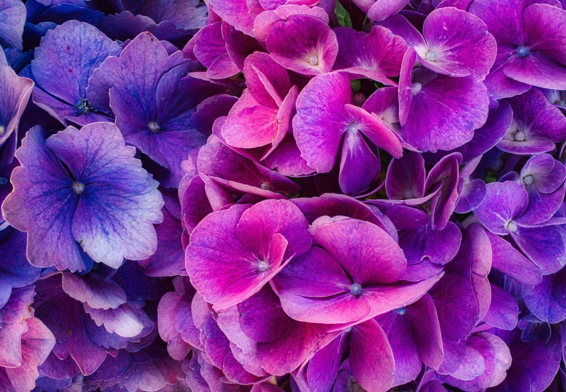 Purple Hydrangea Wallpapers - Top Free Purple Hydrangea Backgrounds