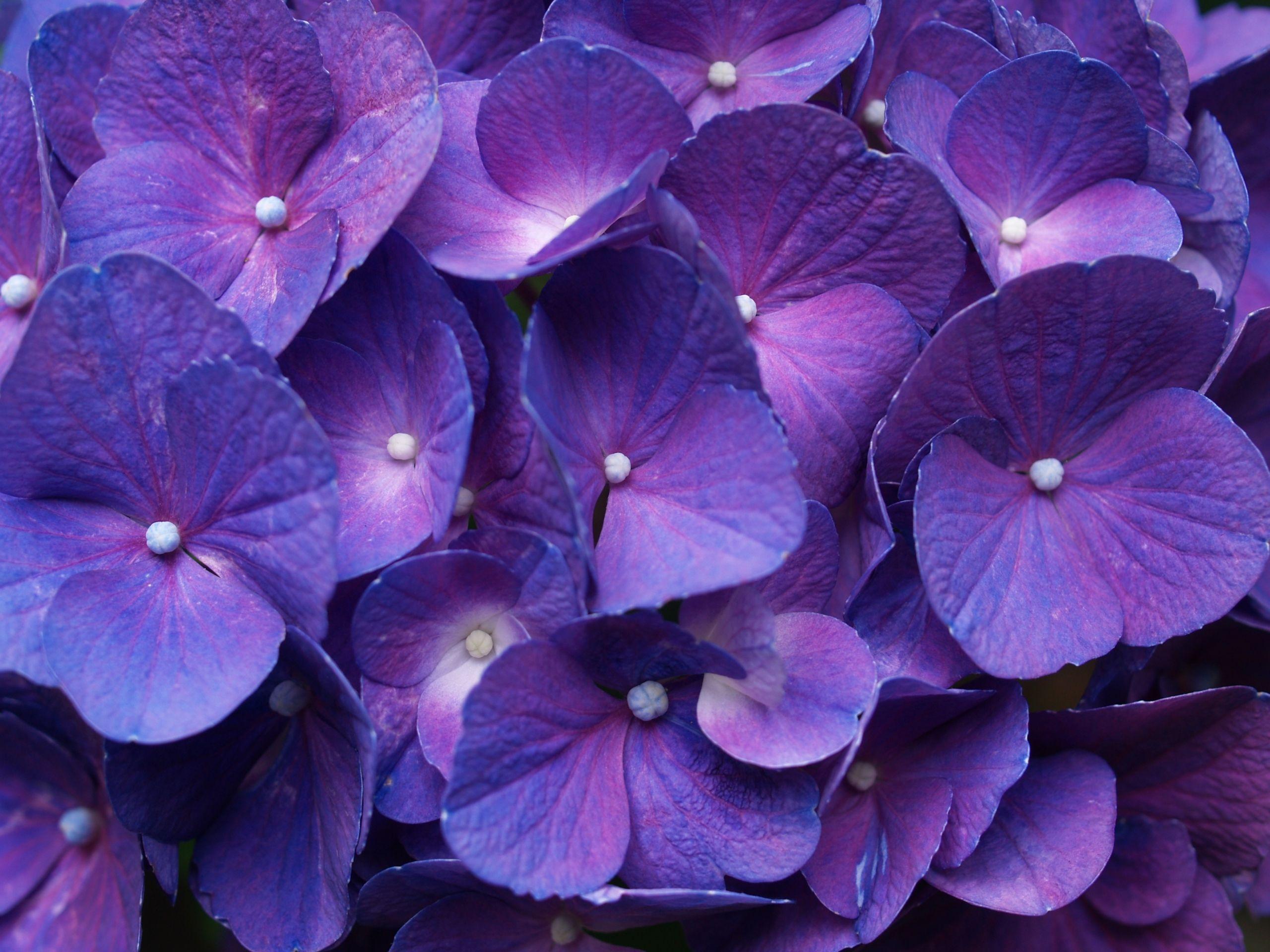 Purple Hydrangea Wallpapers - Top Free Purple Hydrangea Backgrounds