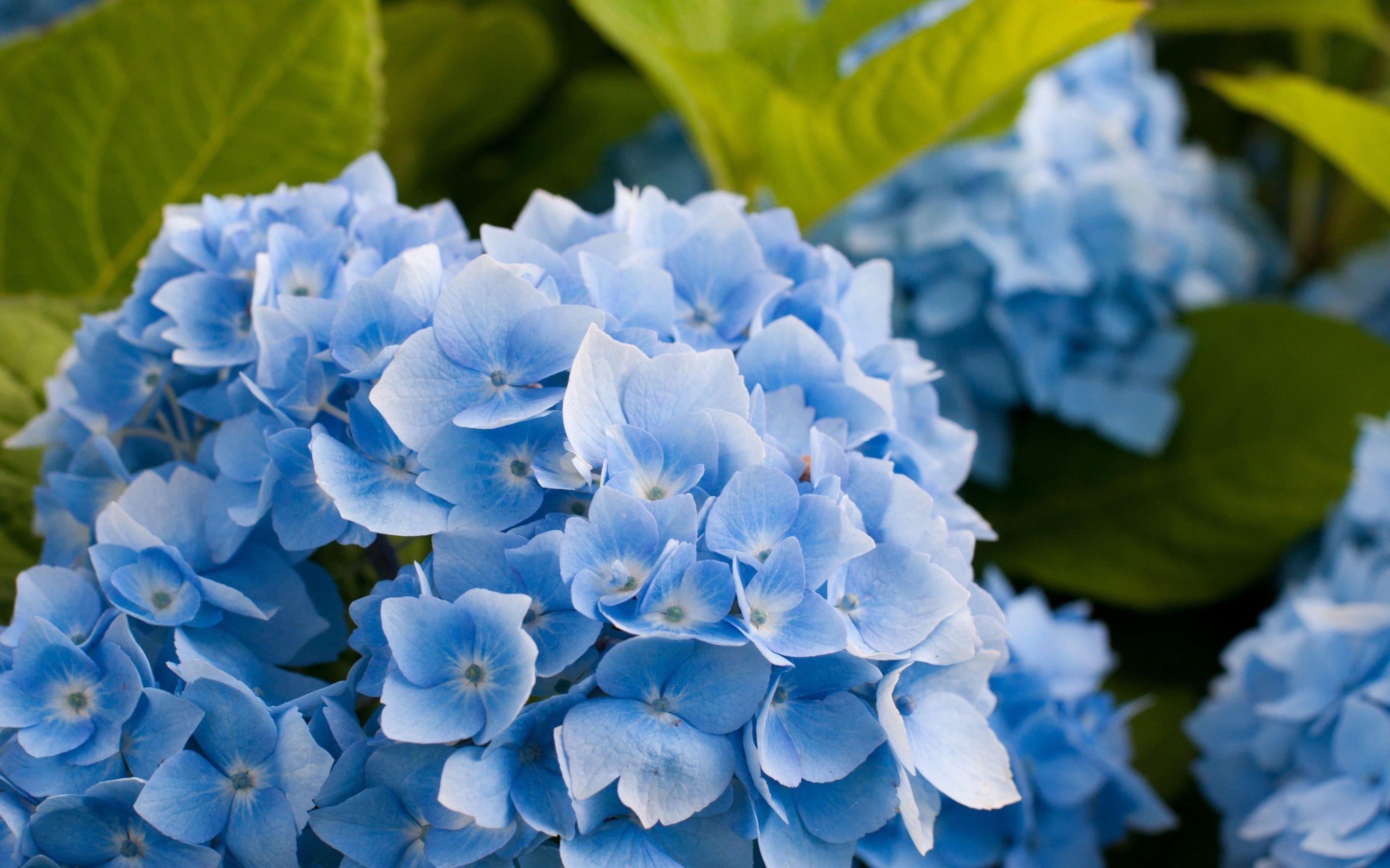 2880x1800 Blue Hydrangea Flower HD Wallpaper