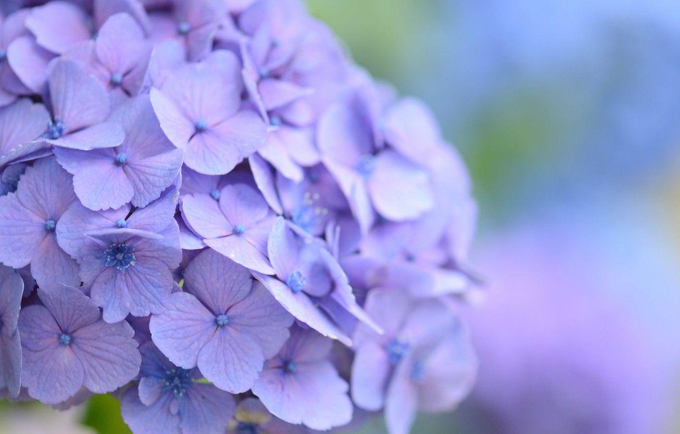 Purple Hydrangea Wallpapers - Top Free Purple Hydrangea Backgrounds