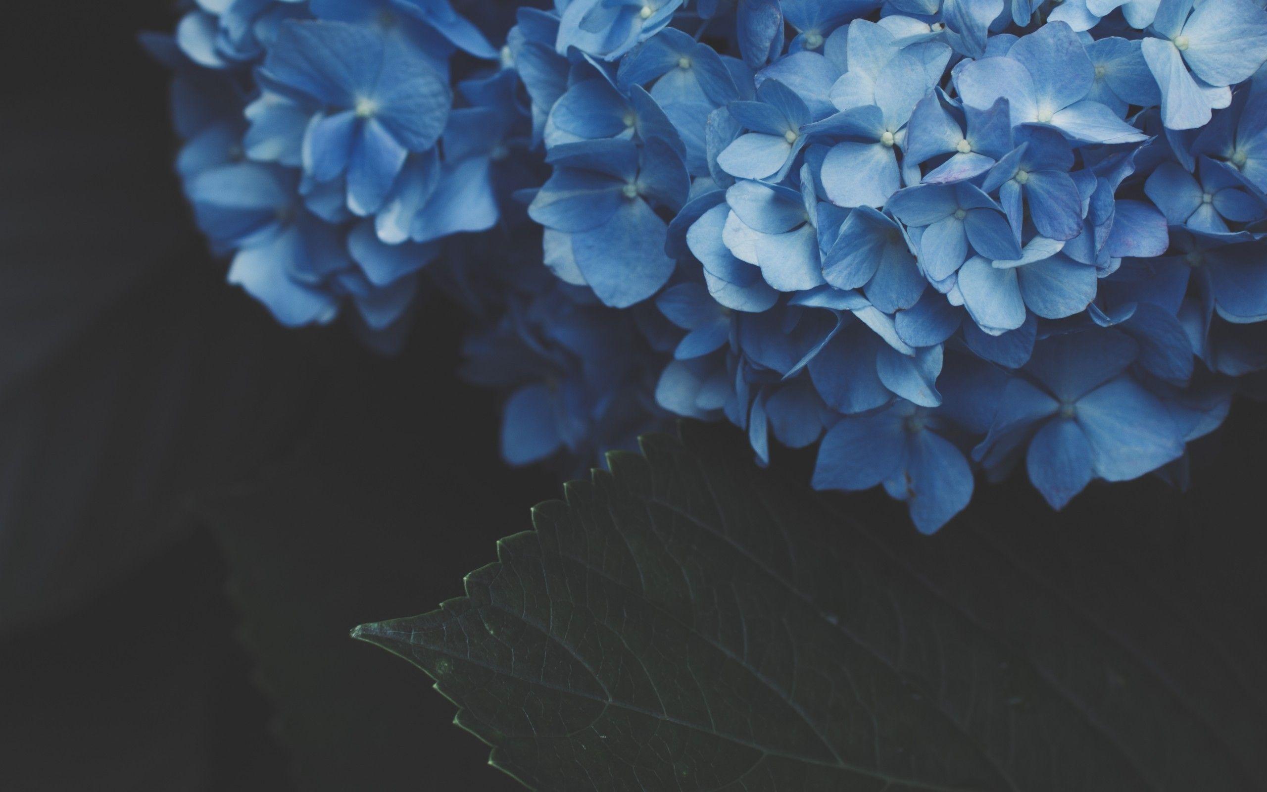 Blue Hydrangea Wallpapers - Top Free Blue Hydrangea Backgrounds