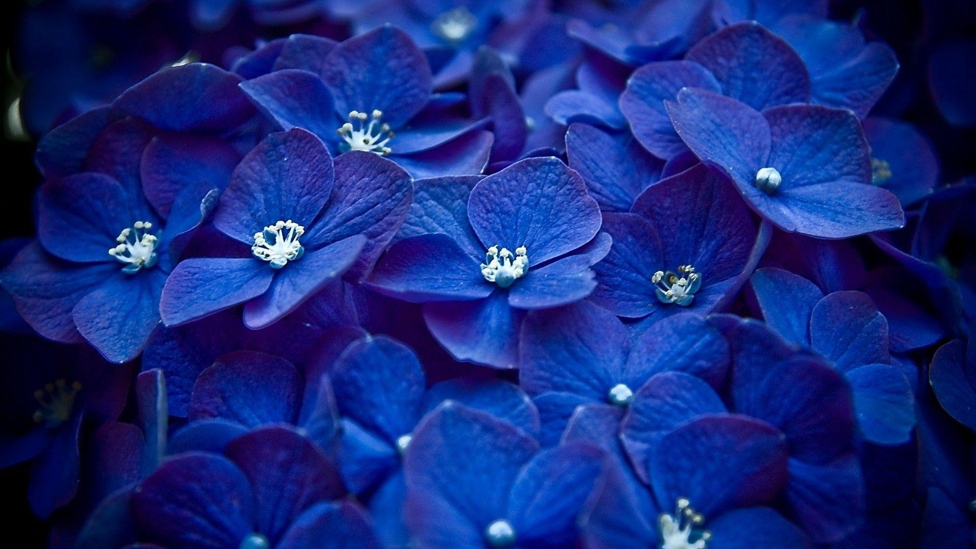1920x1080 Blue Hydrangea Wallpaper