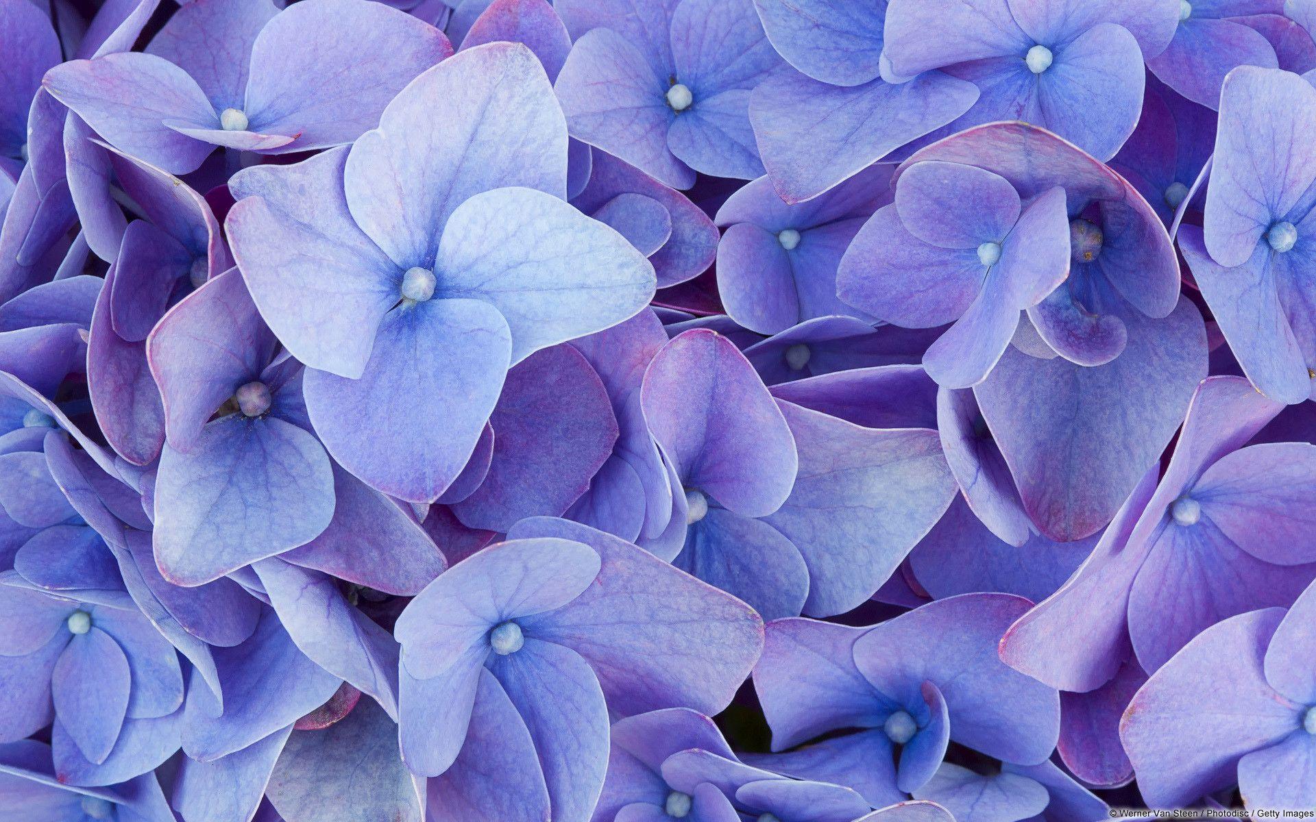 Purple Hydrangea Wallpapers - Top Free Purple Hydrangea Backgrounds