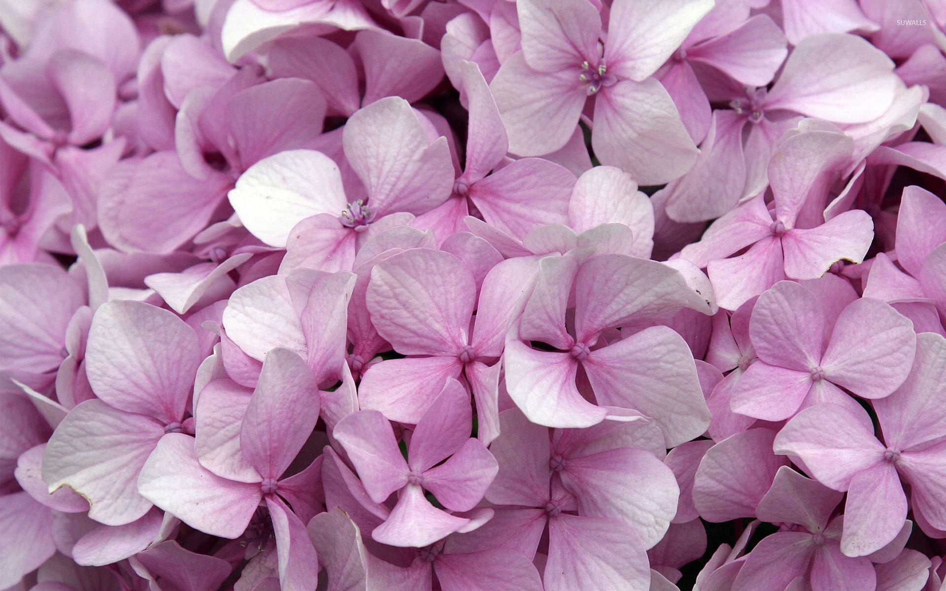 1920x1200 Hydrangea wallpaper wallpaper