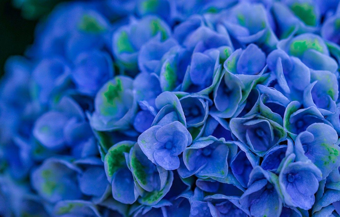 Blue Hydrangea Wallpapers - Top Free Blue Hydrangea Backgrounds