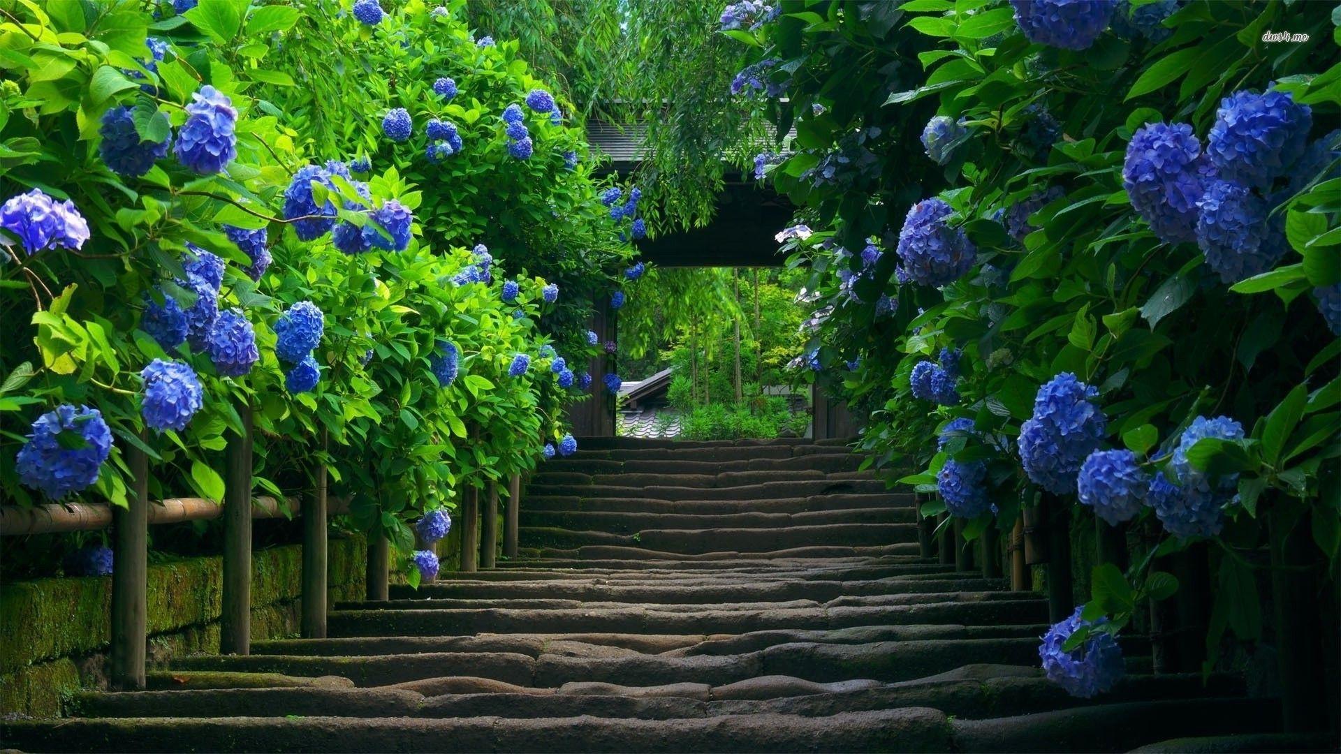 Blue Hydrangea Wallpapers - Top Free Blue Hydrangea Backgrounds