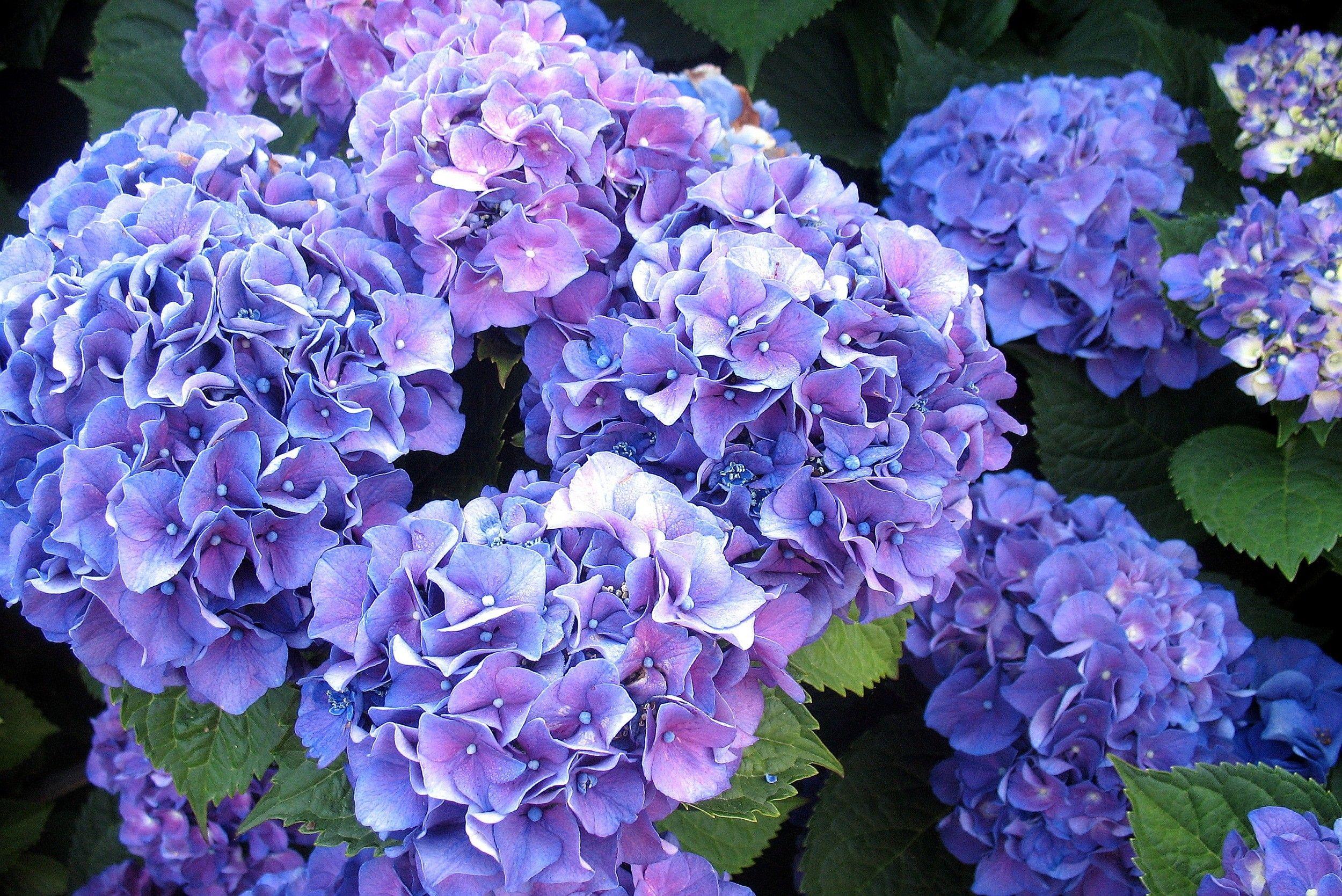 2500x1669 Hydrangea Background