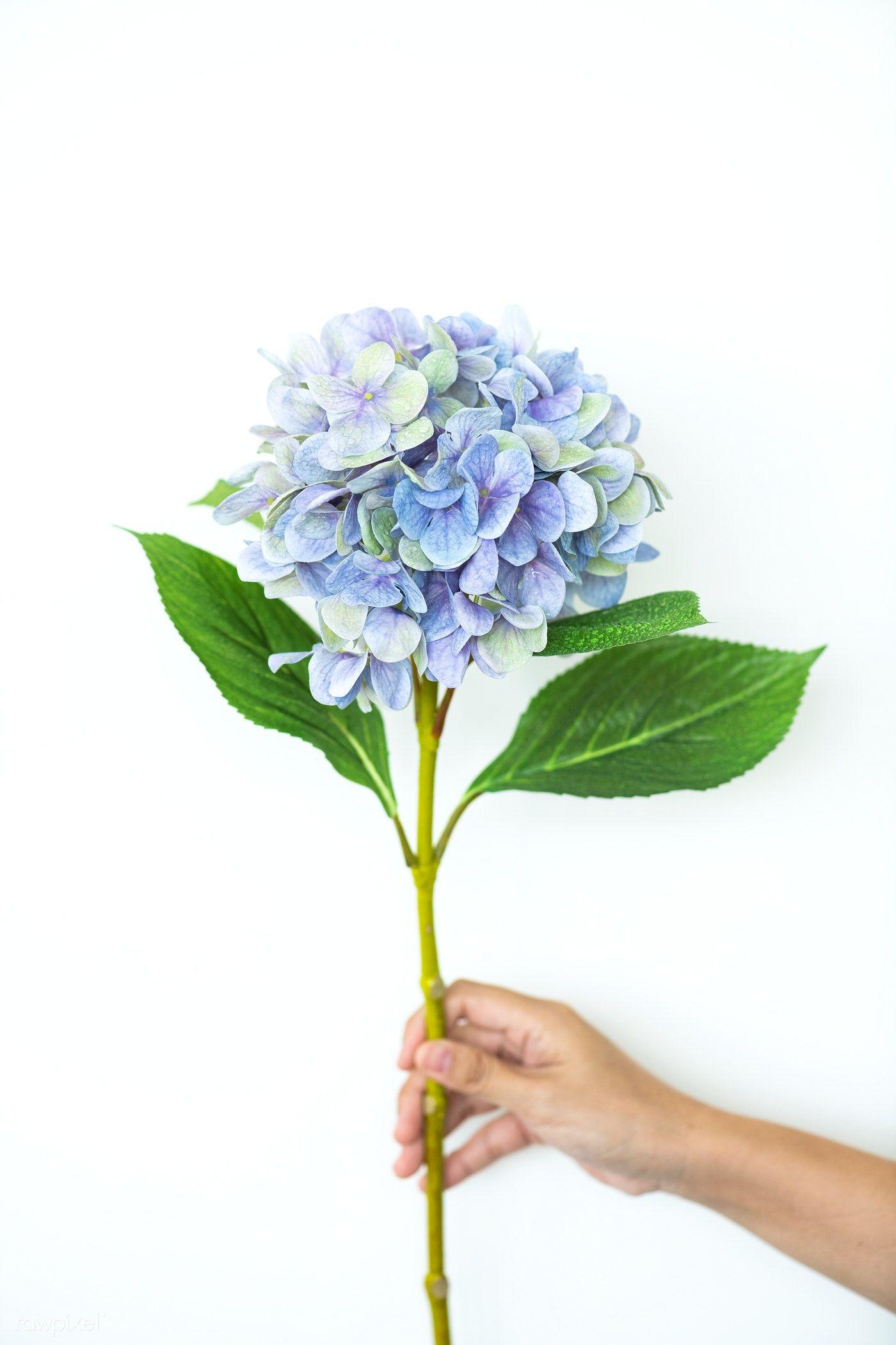 1400x2100 Download premium image of Hand holding a branch of a blue