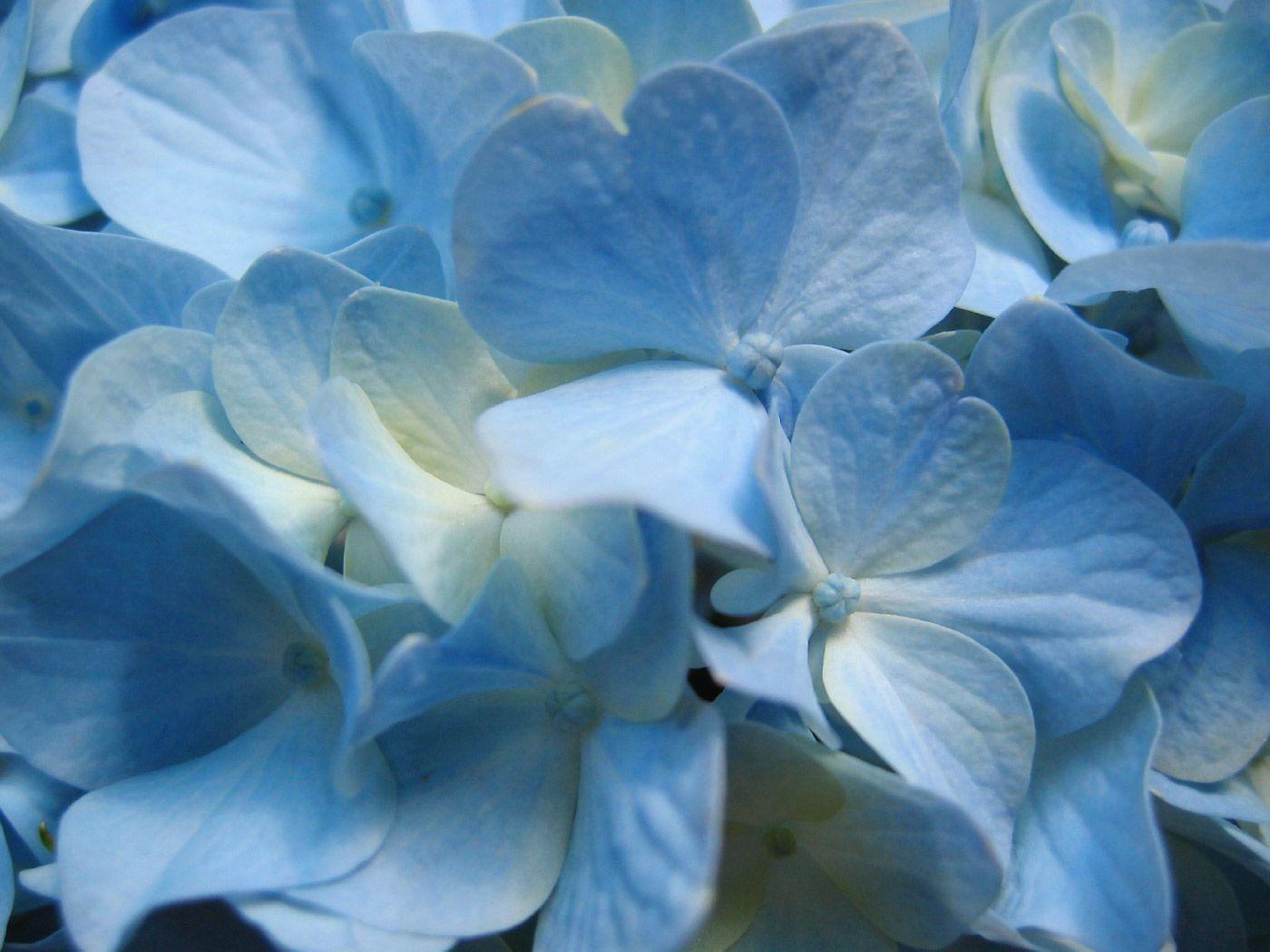 1400x1050 beautiful floral gardens Image. Blue hydrangea flowers