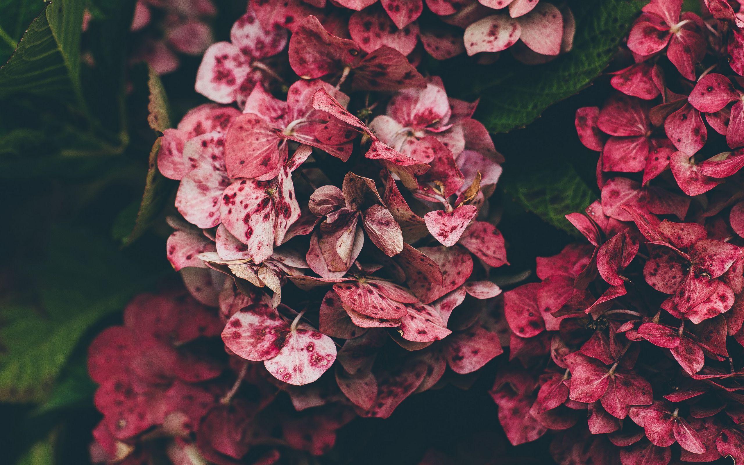 2560x1600 Download wallpaper 2560x1600 hydrangea, pink, flowers widescreen