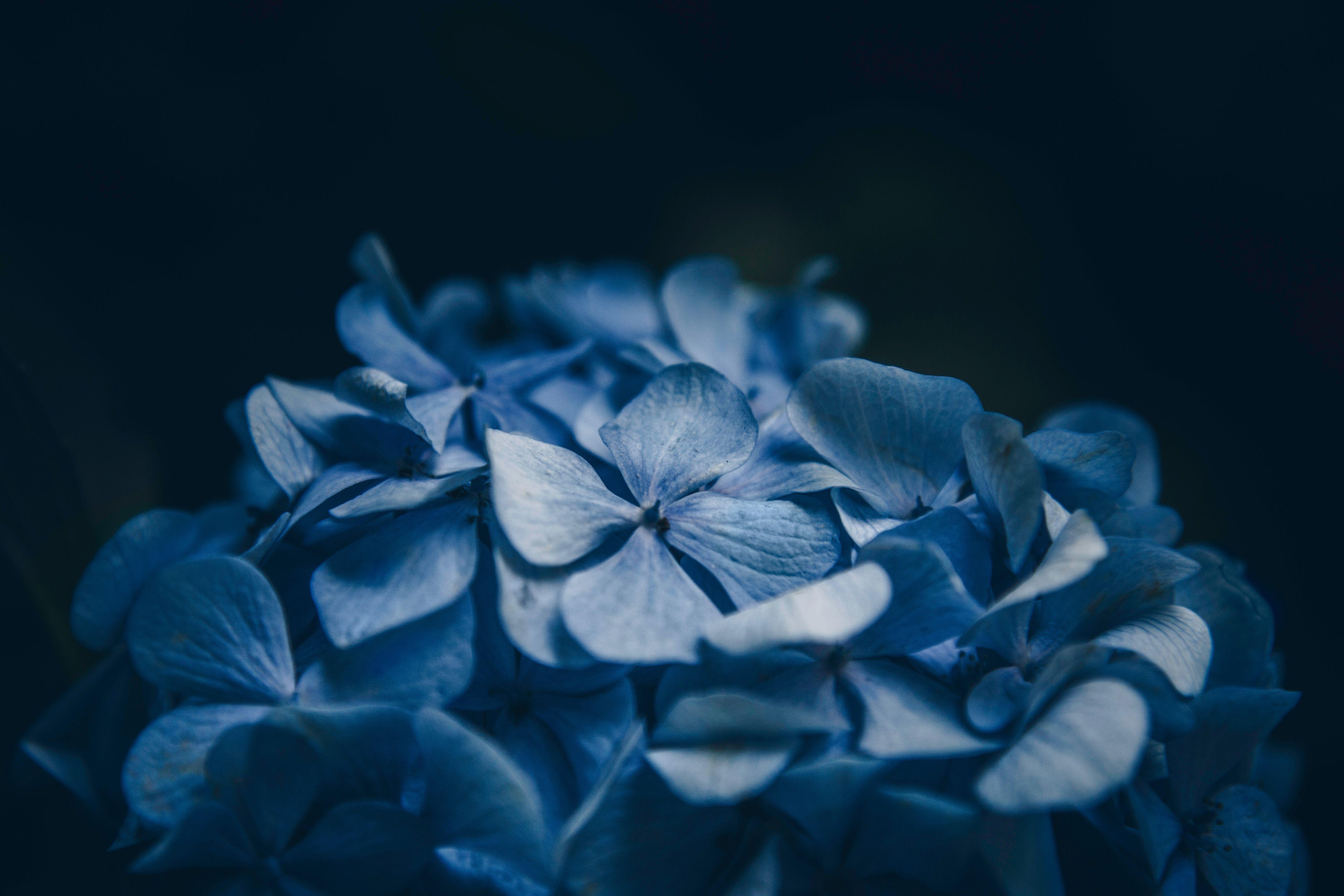 Blue Hydrangea Wallpapers - Top Free Blue Hydrangea Backgrounds