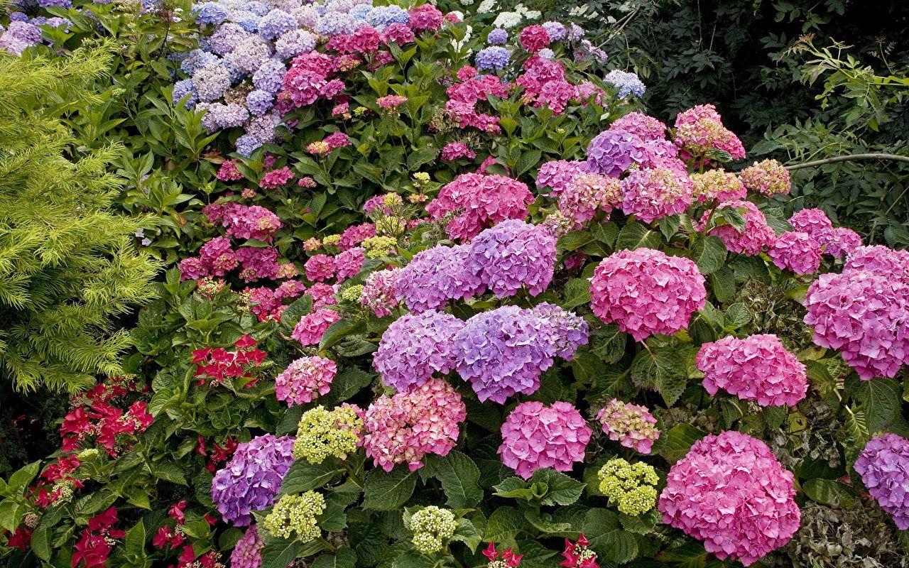 1280x800 Photos Flowers Hydrangea