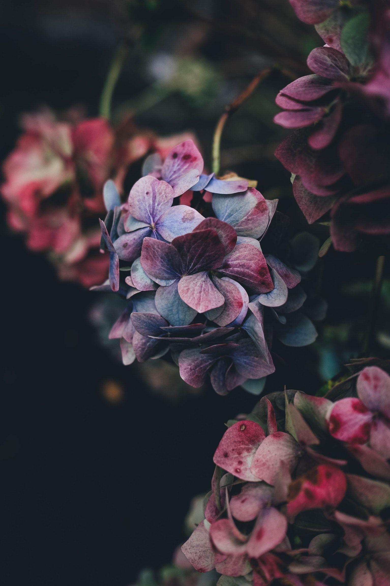 1534x2301 Close Up Of Clusters Of Red And Blue Hydrangea Flowers. Beautiful