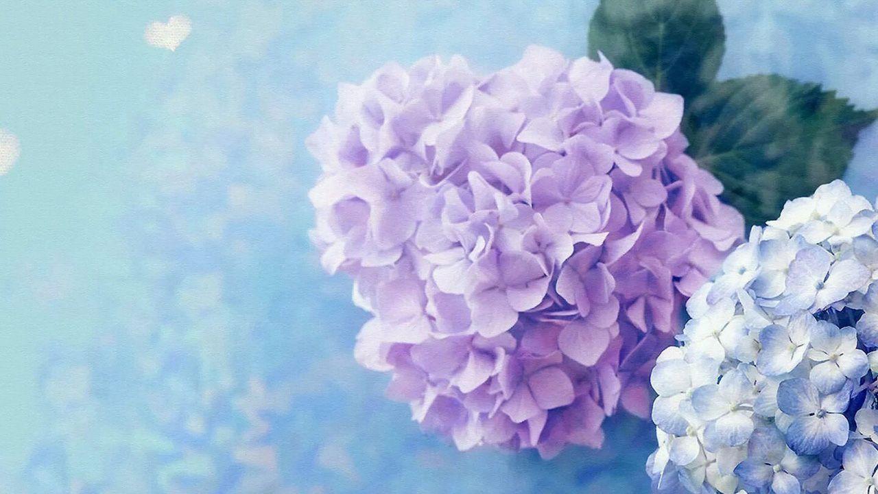 1280x720 Blue Hydrangea Wallpaper