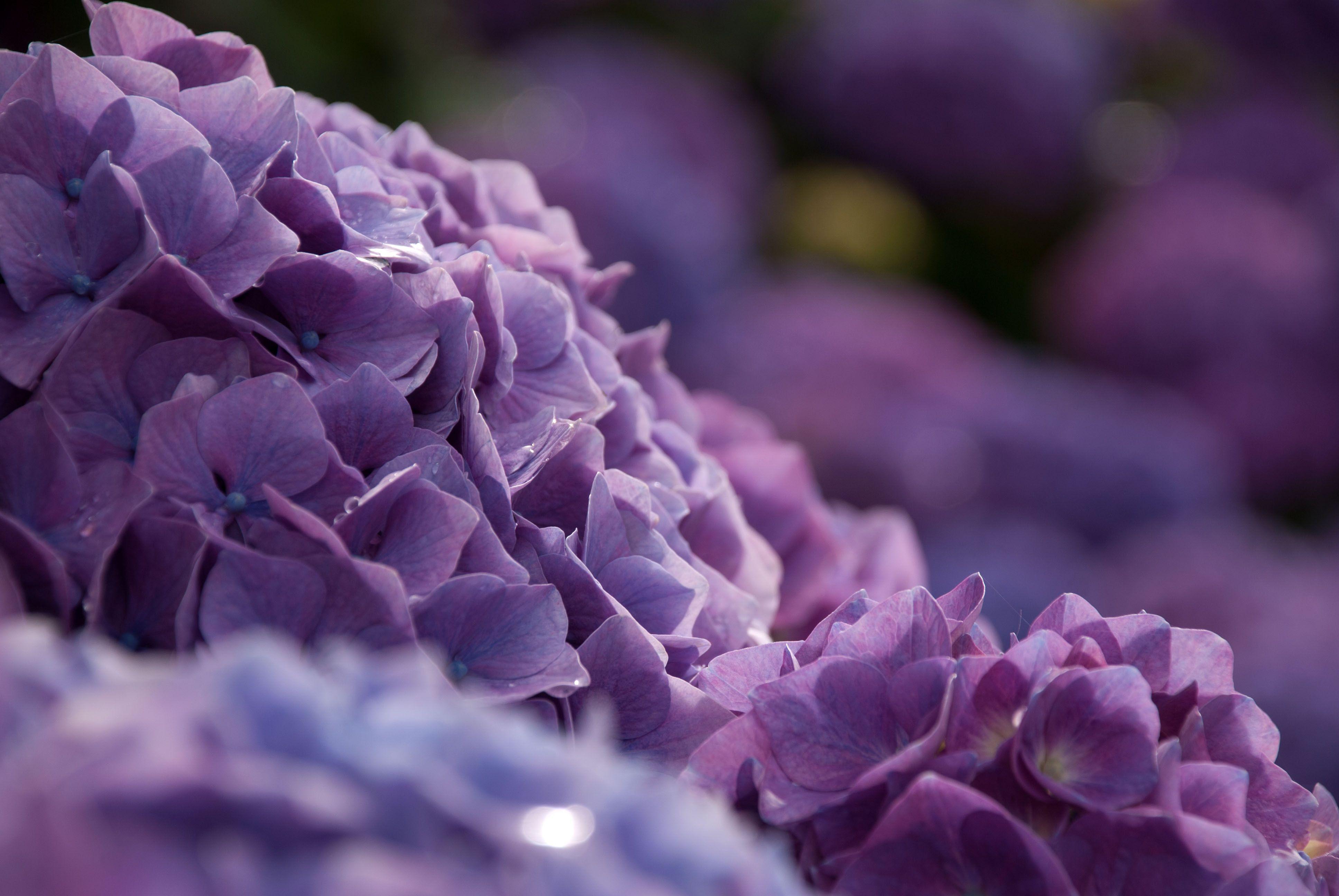 3872x2592 Hydrangea Background. Hydrangea