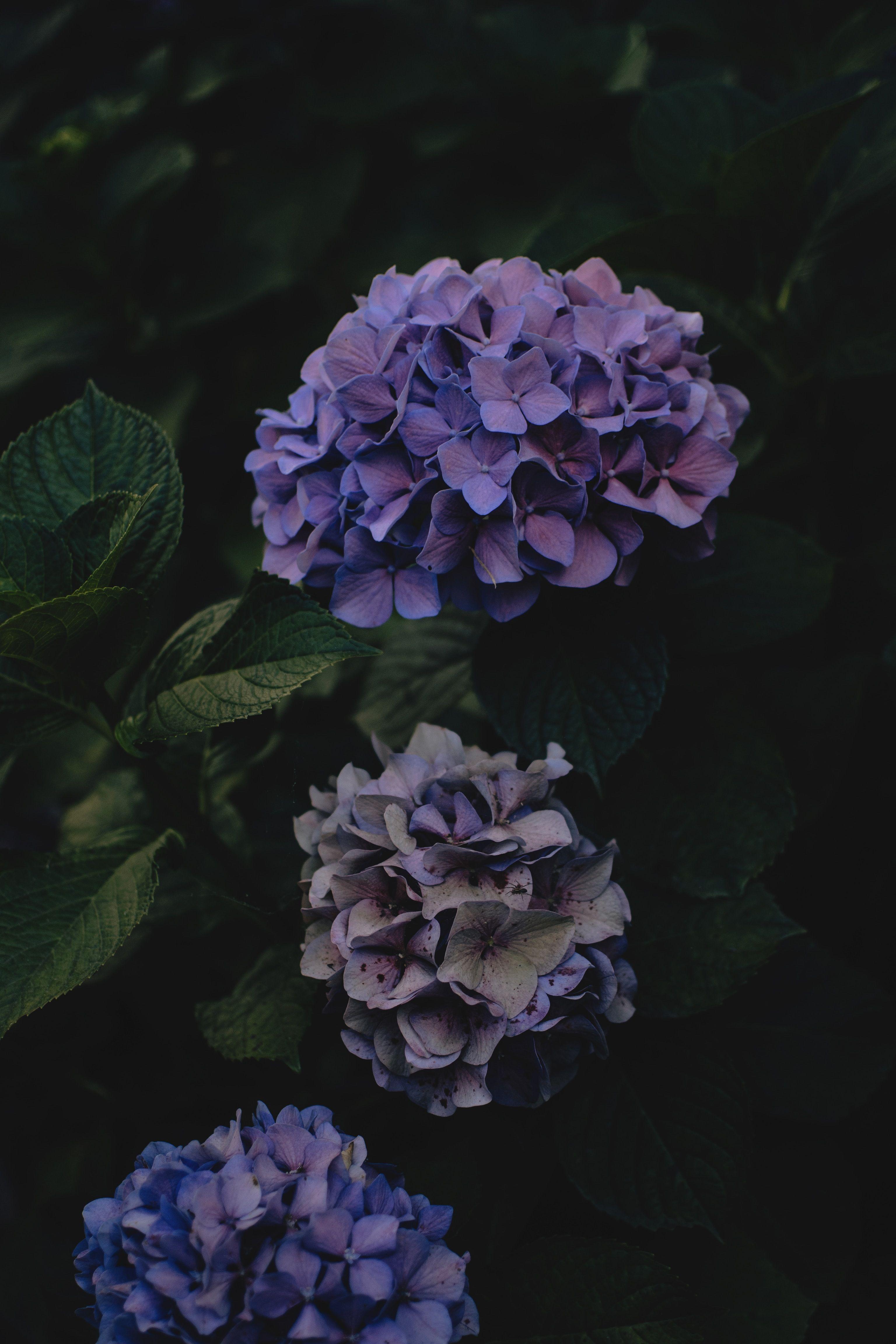 Purple Hydrangea Wallpapers - Top Free Purple Hydrangea Backgrounds