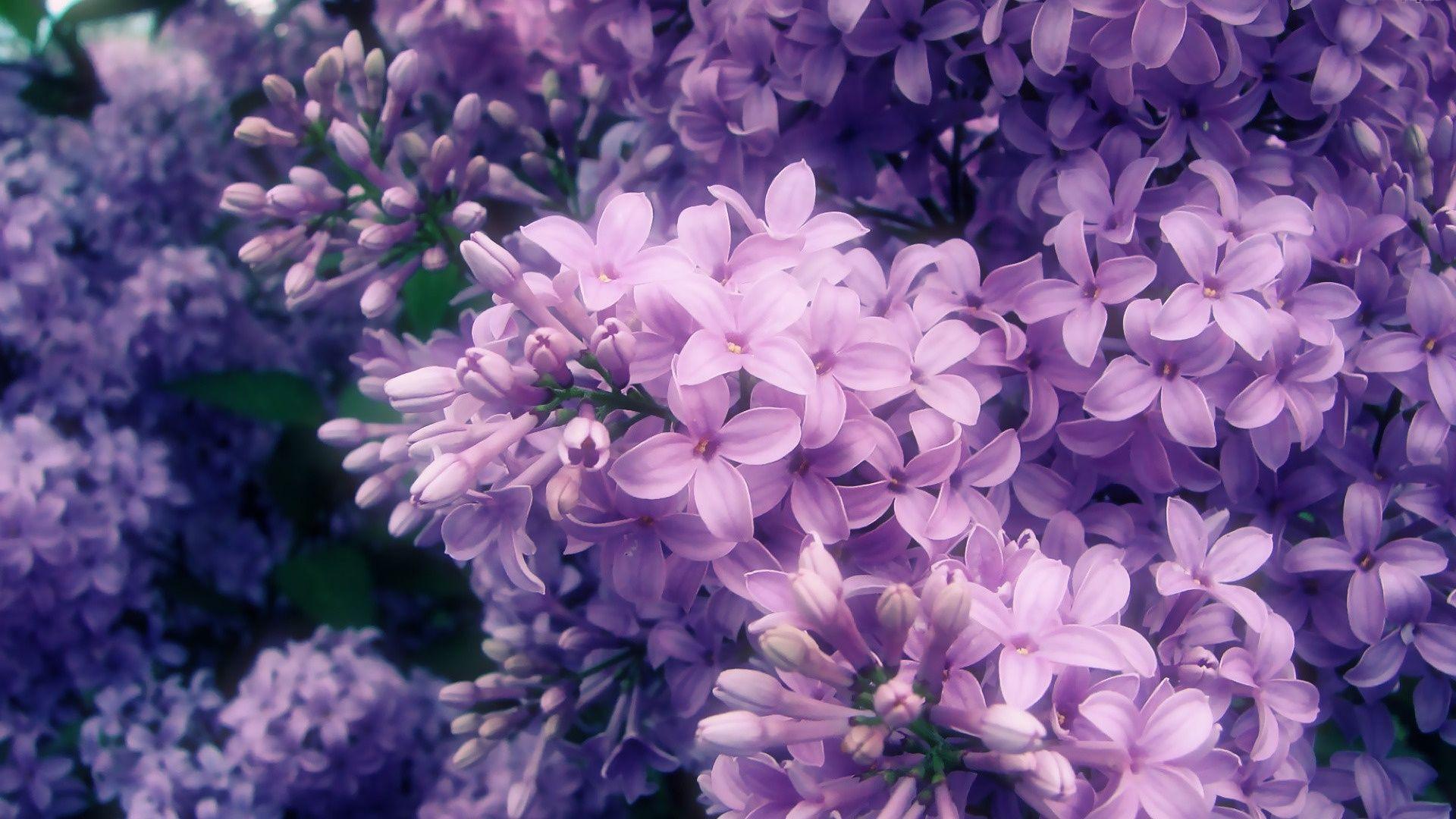 Purple Hydrangea Wallpapers - Top Free Purple Hydrangea Backgrounds