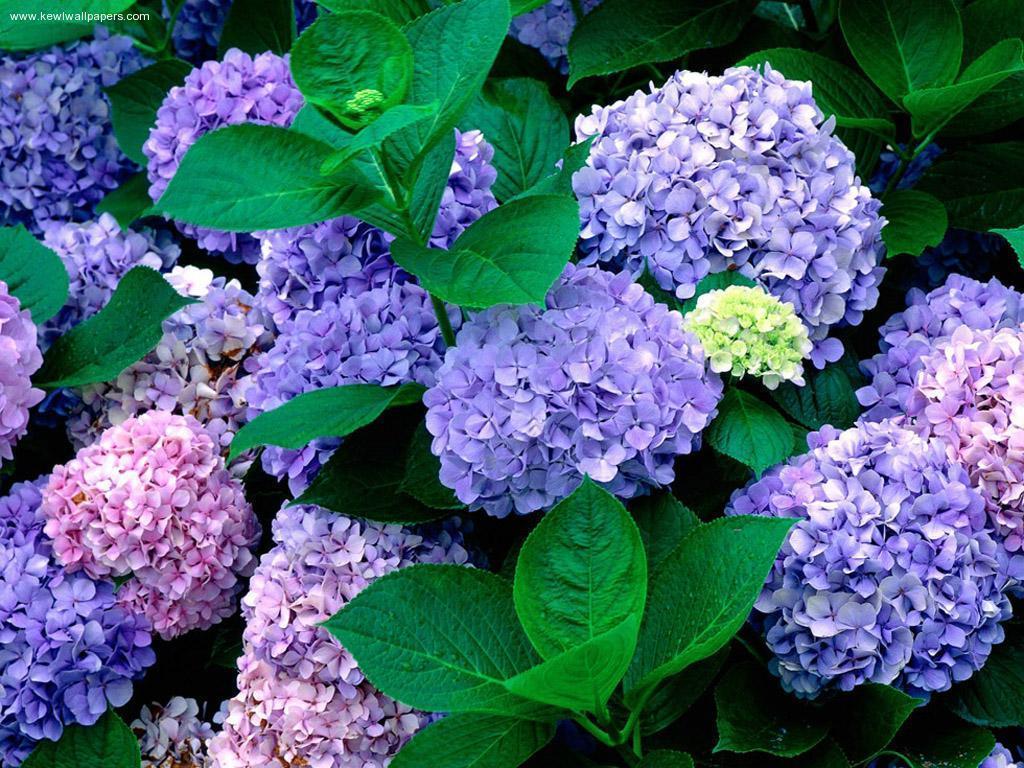 1024x768 Hydrangea Desktop Background