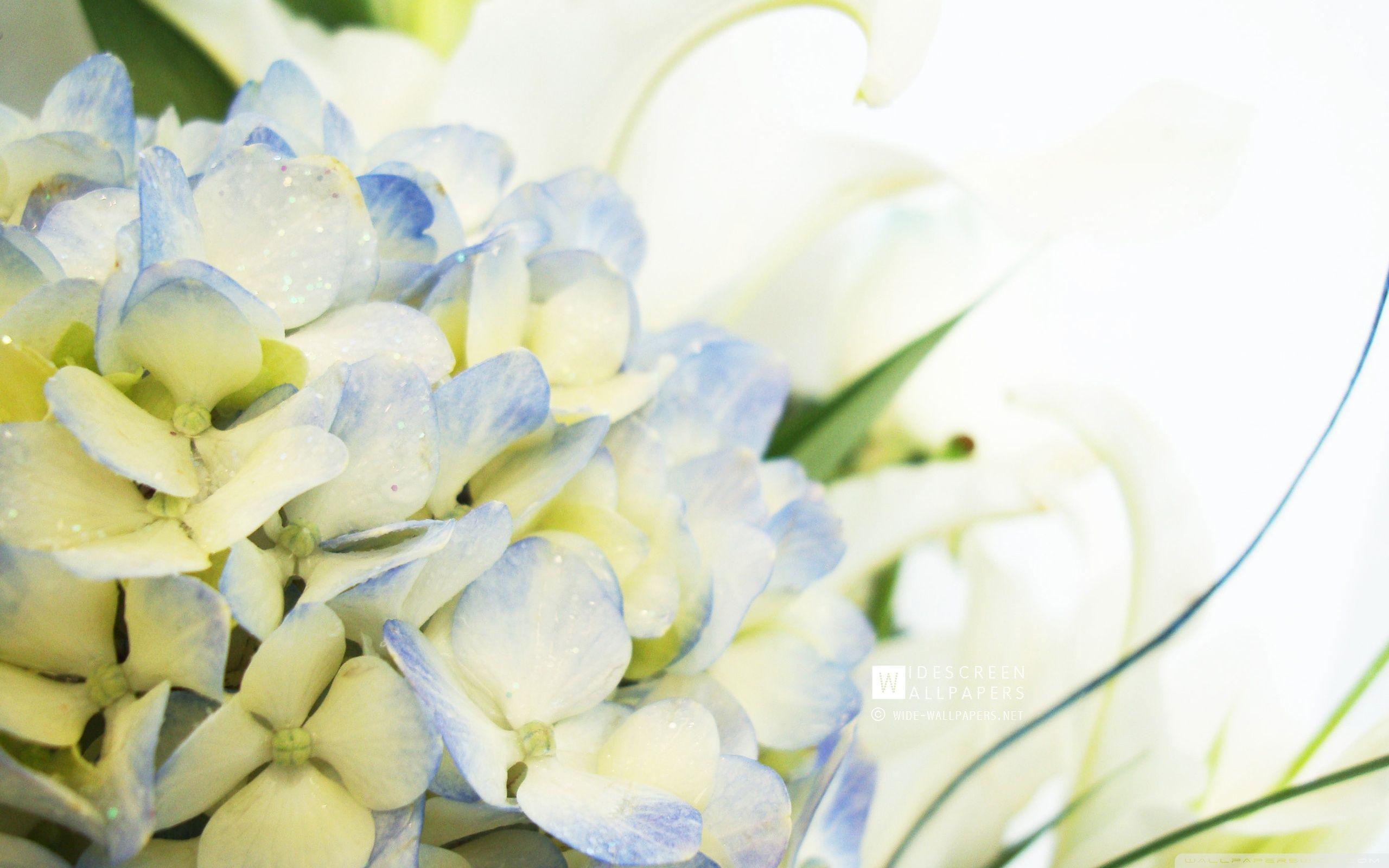 2560x1600 Blue Hydrangea and Lilies Ultra HD Desktop Background Wallpaper