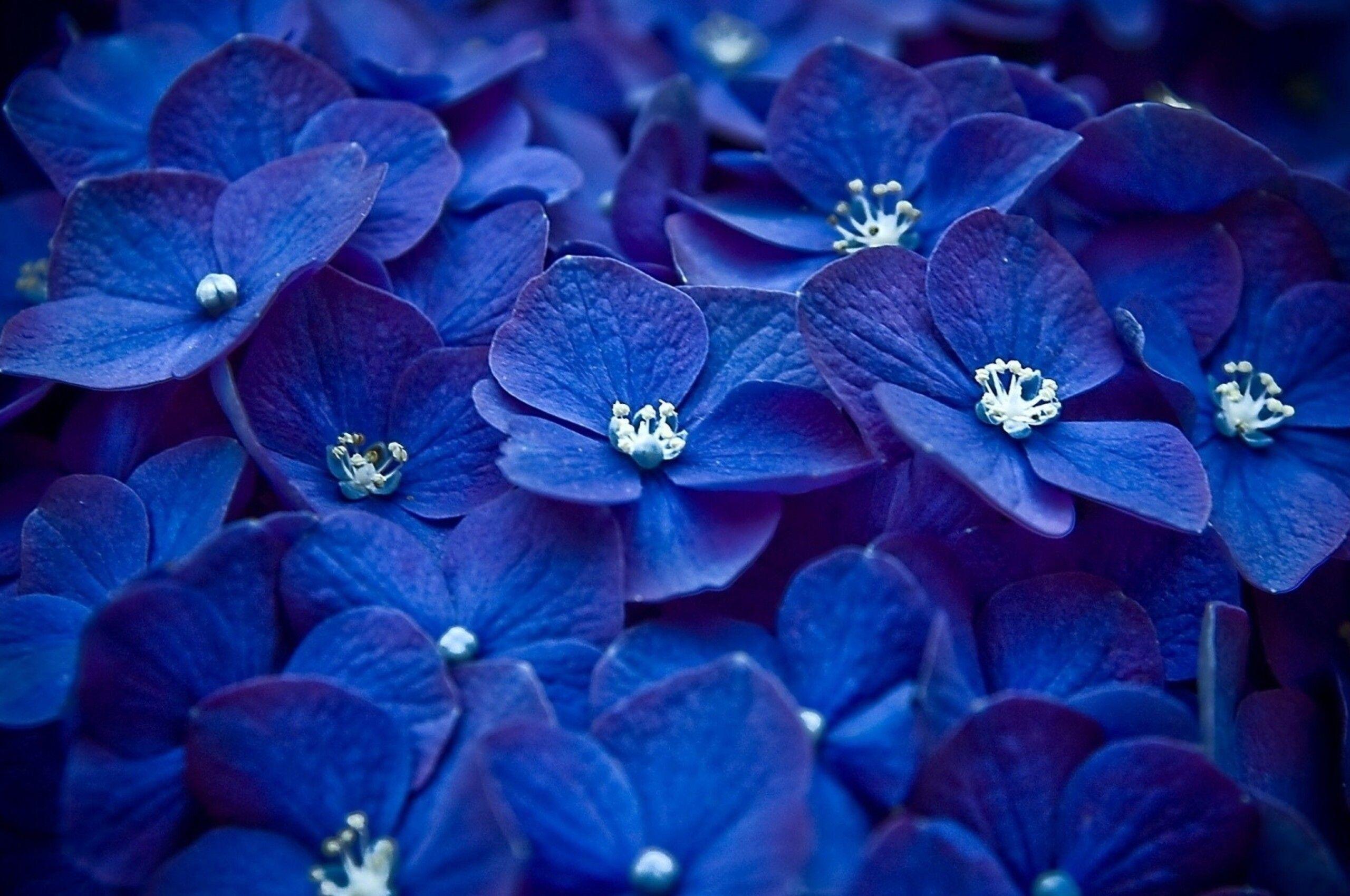 2560x1700 Hydrangea Blue Flower Chromebook Pixel HD 4k Wallpaper