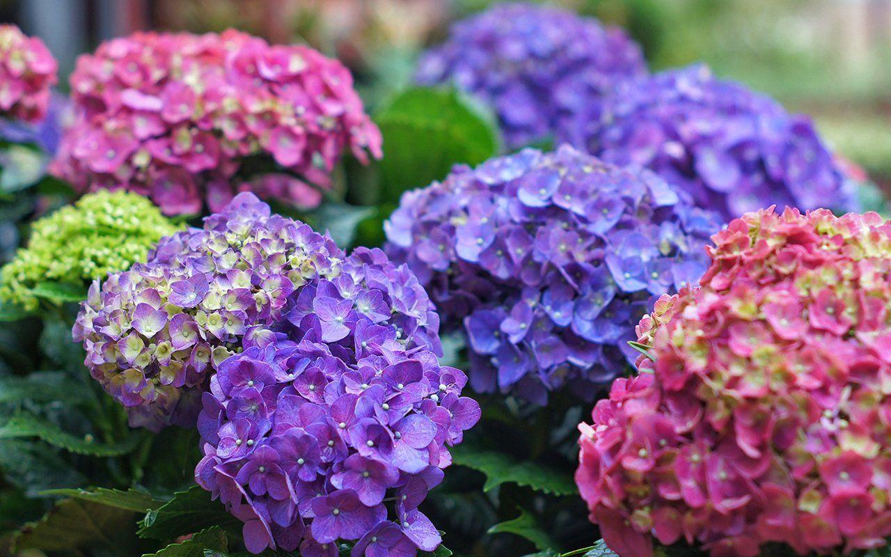 Purple Hydrangea Wallpapers - Top Free Purple Hydrangea Backgrounds
