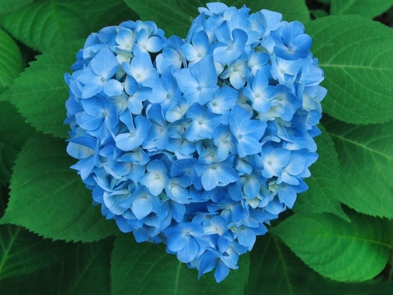 Blue Hydrangea Wallpapers - Top Free Blue Hydrangea Backgrounds