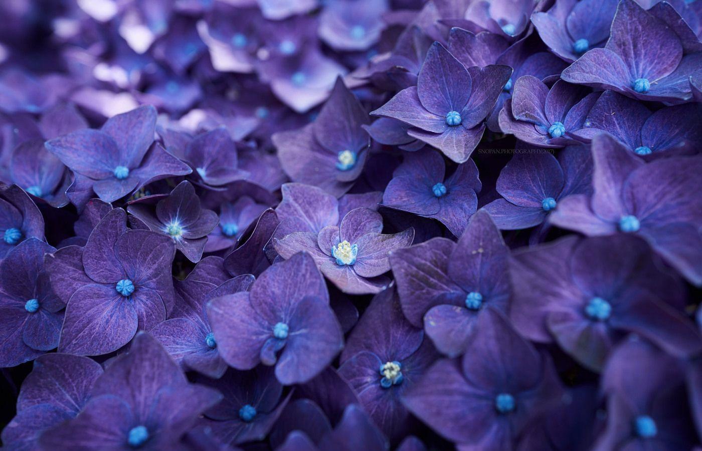 Purple Hydrangea Wallpapers - Top Free Purple Hydrangea Backgrounds