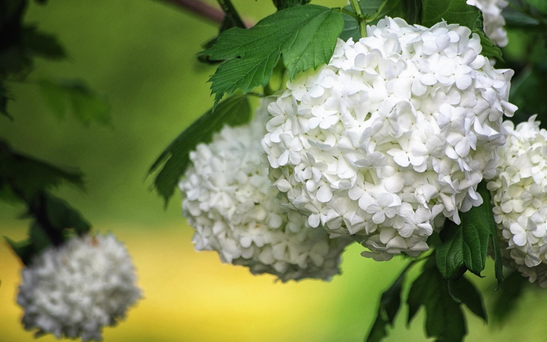 White Hydrangea Wallpapers - Top Free White Hydrangea Backgrounds