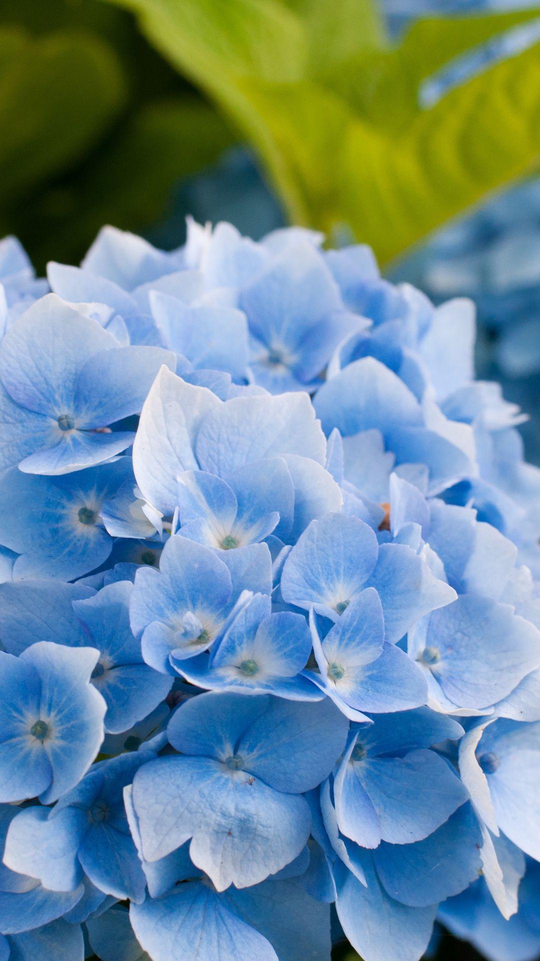 Blue Hydrangea Wallpapers - Top Free Blue Hydrangea Backgrounds