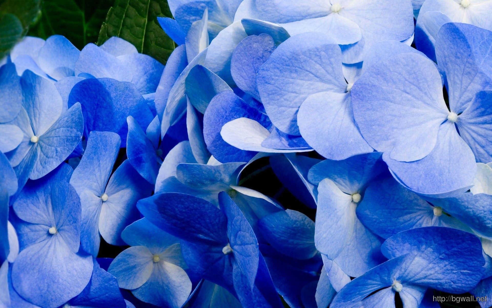 Blue Hydrangea Wallpapers - Top Free Blue Hydrangea Backgrounds ...