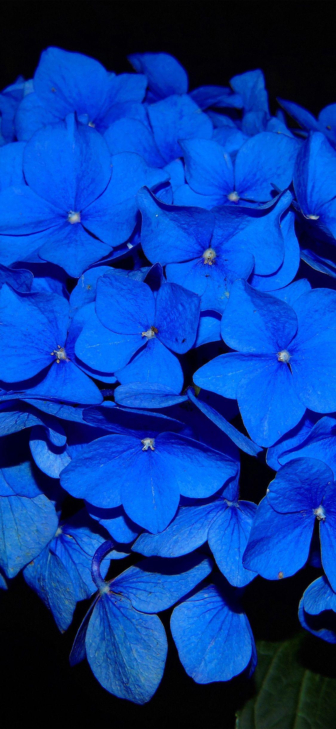 1125x2436 Hydrangea Blossom Flower Blue Dark Nature Wallpaper