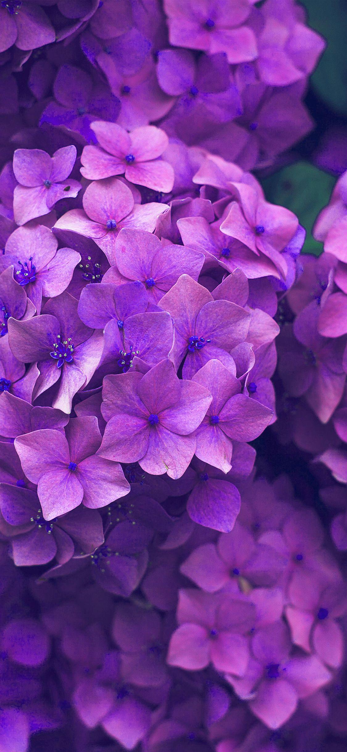 1125x2436 Flower Spring Pink Purple Nature Wallpaper