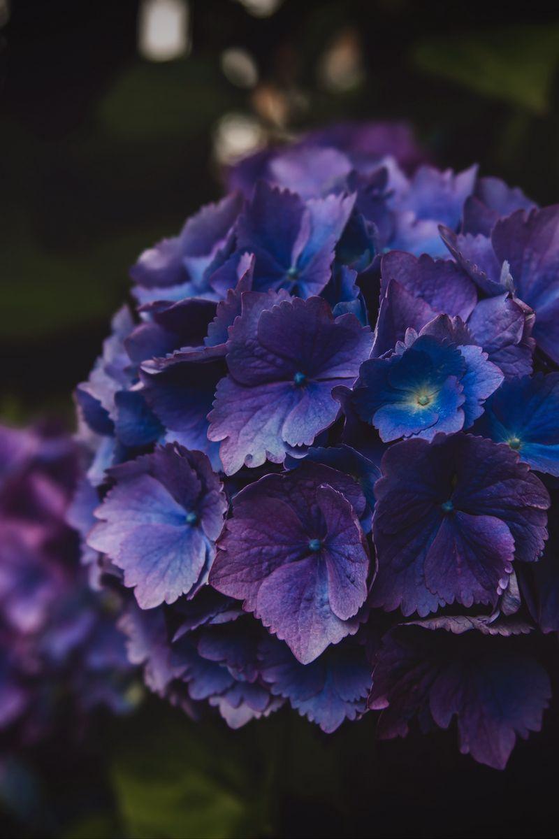 Purple Hydrangea Wallpapers - Top Free Purple Hydrangea Backgrounds