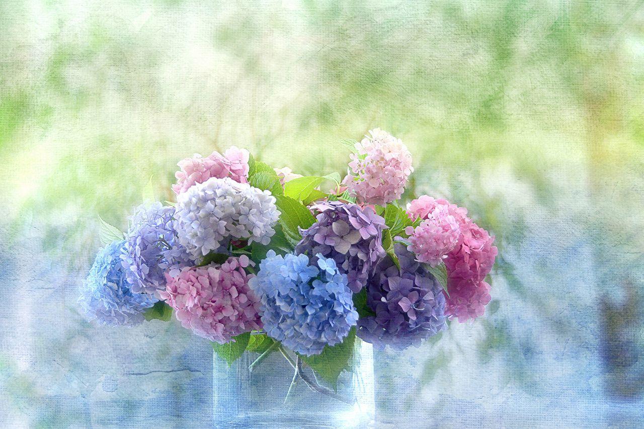 1280x853 image Flowers Hydrangea Vase