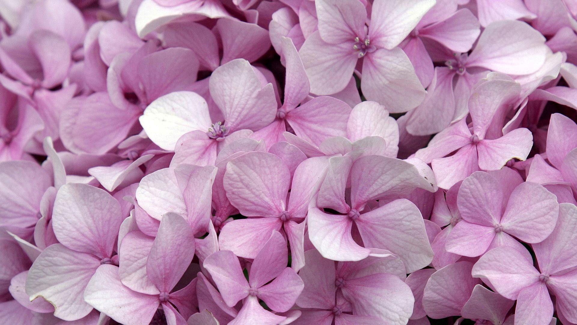 1920x1080 Pink Hydrangea Flowers