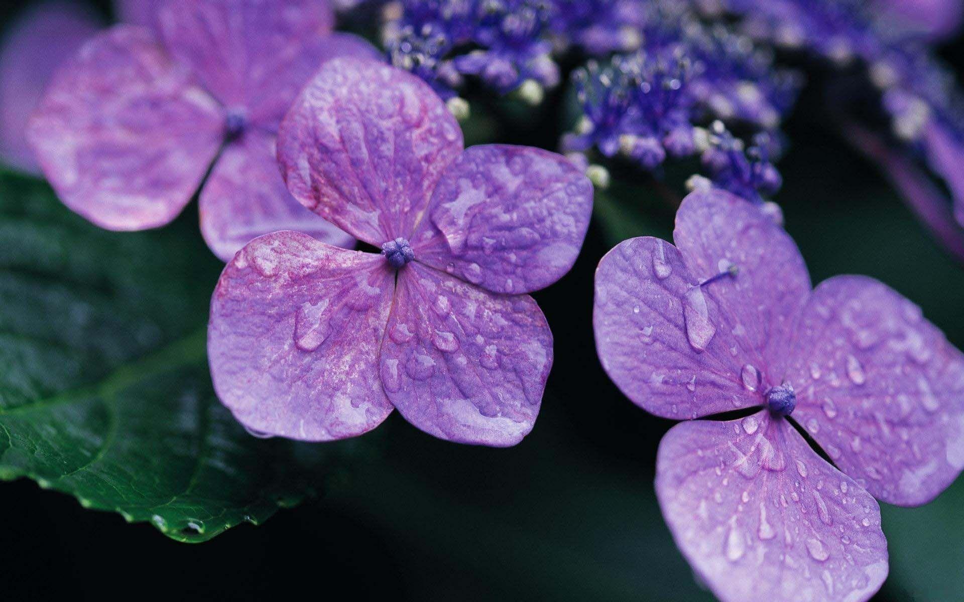 Purple Hydrangea Wallpapers - Top Free Purple Hydrangea Backgrounds