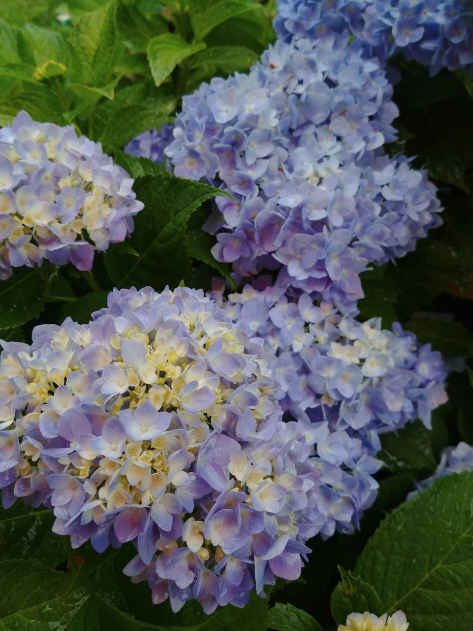 Purple Hydrangea Wallpapers - Top Free Purple Hydrangea Backgrounds ...