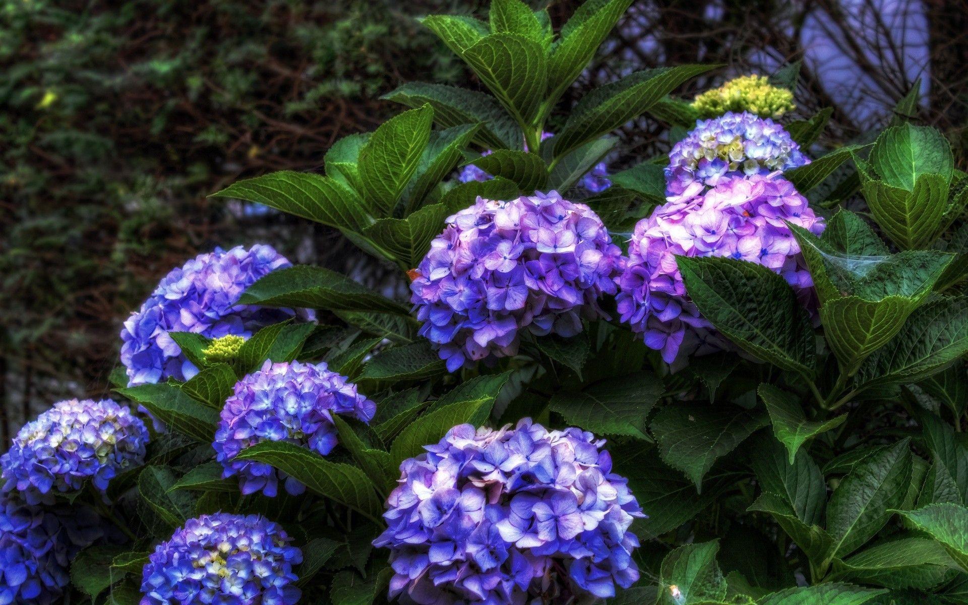 1920x1200 Purple Hydrangea HDR