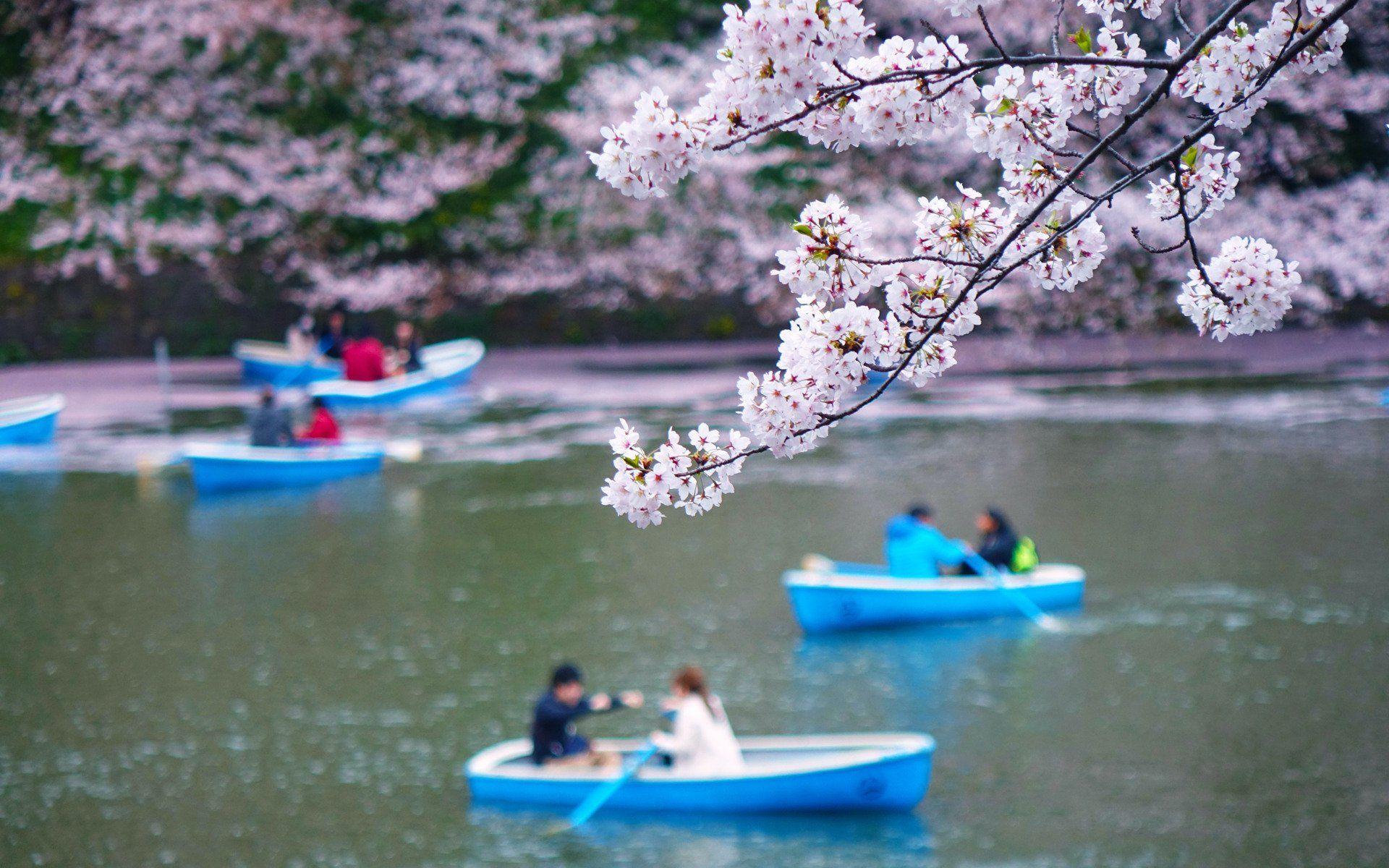 1920x1200 Flower river peoples couple love romantic sakura beauty beautiful
