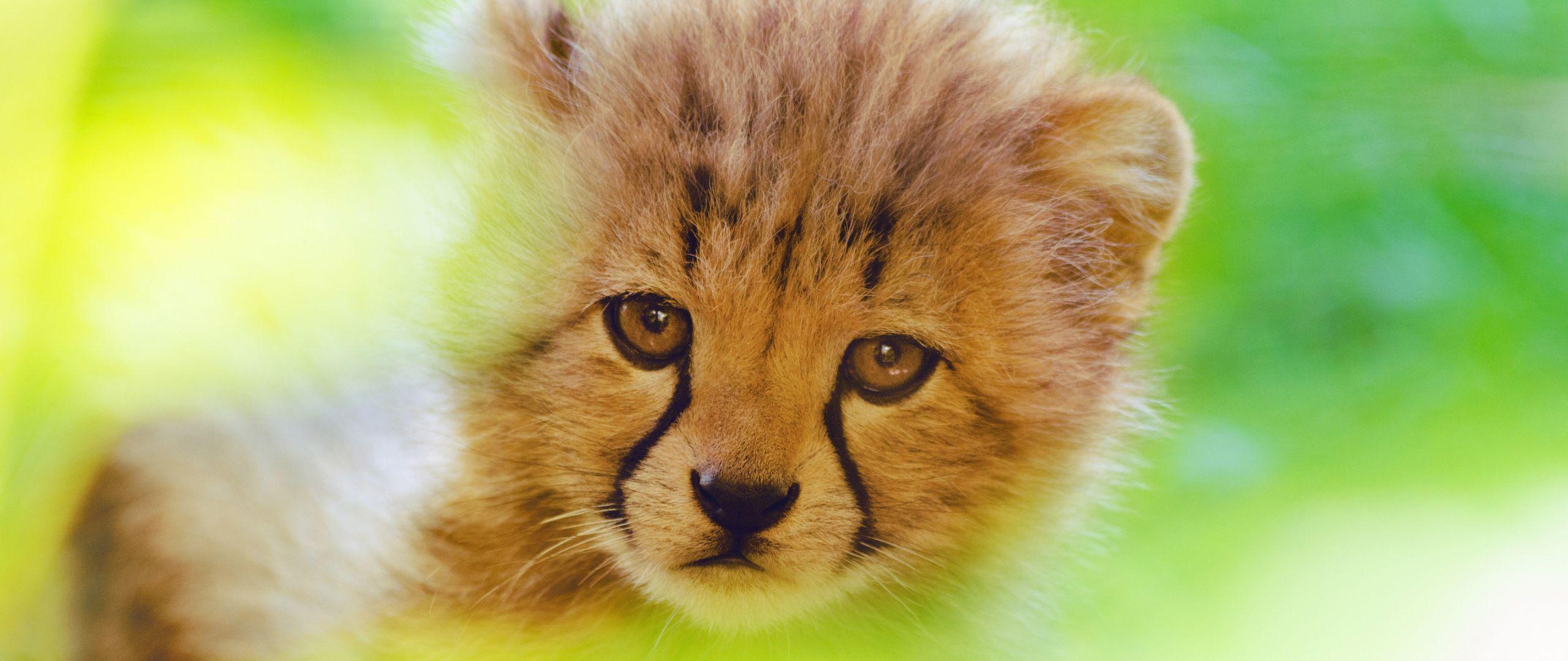 2560x1080 Download 2560x1080 wallpaper cheetah, predator, cute cub, muzzle