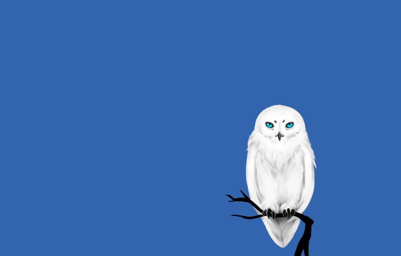 1332x850 Blue Wallpaper Owl
