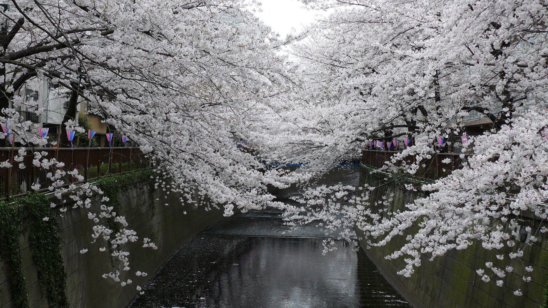 1920x1080 Trees: Asia Architecture Japan Cherries Cityscapes Landscapes Nature